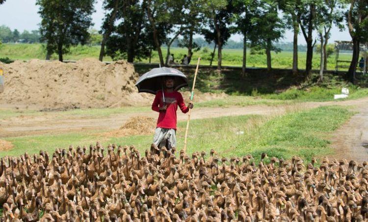 highland agro farm এর ছবি