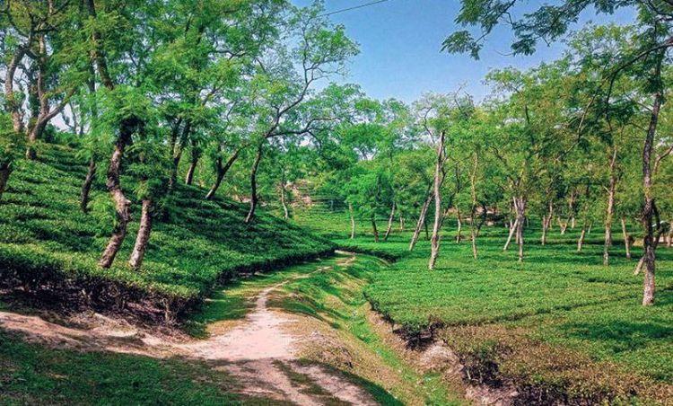 chandpur-belgaon tea estate এর ছবি