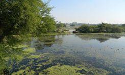 nawabganj bird sanctuary Demra