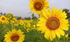 sunflower garden Sonadanga