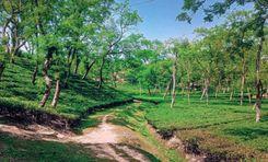 chandpur-belgaon tea estate বাঁশখালী