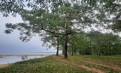 taherpur shimul garden Sunamganj